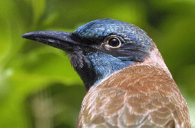 Fr den Bienenfresser gibt es neue Nistpltze.    | Foto: Privat