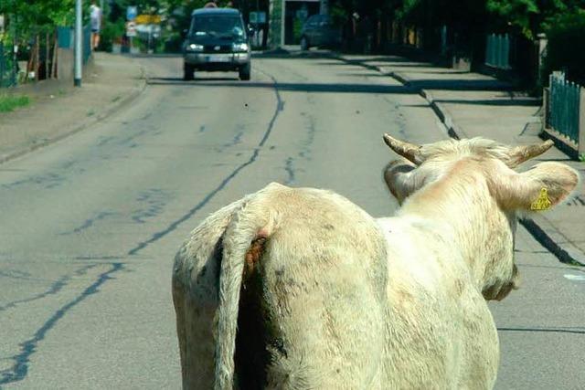 Offenburger Polizei jagt freilaufende Rinder