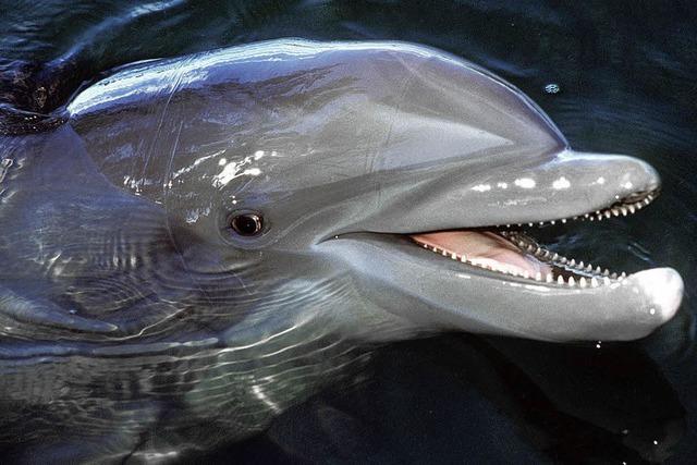 Weniger Delfine in der Ägäis