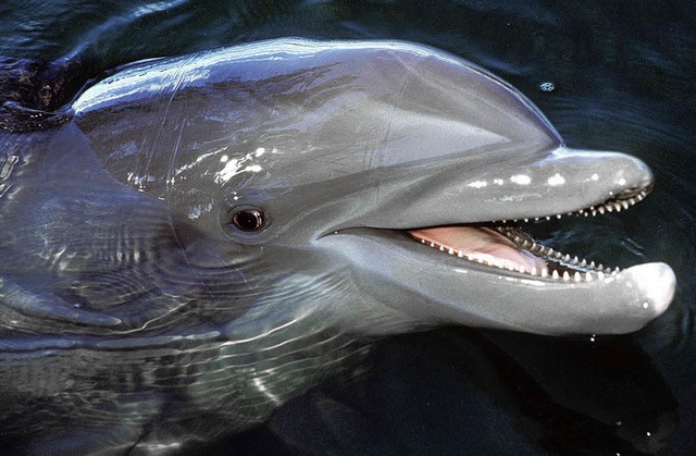In der Antike galten Delfine als gutes... verenden sie oft in deren Fangnetzen.  | Foto: dpa