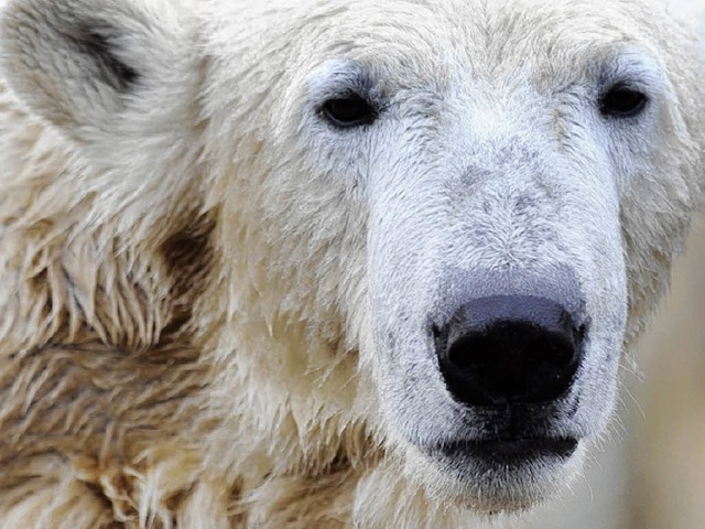 Mehr wert als ein paar Pinguine: der beliebte Eisbr Knut.  | Foto: dpa