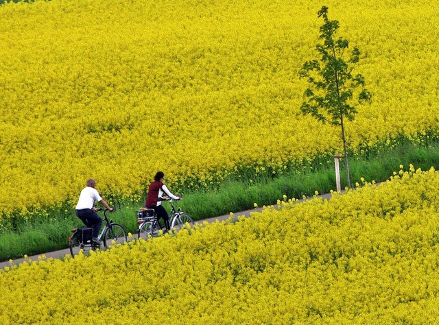 Gemtlich durch blhende Rapsfelder: L...ftliche Vielfalt entlang der Strecke.   | Foto: dpa