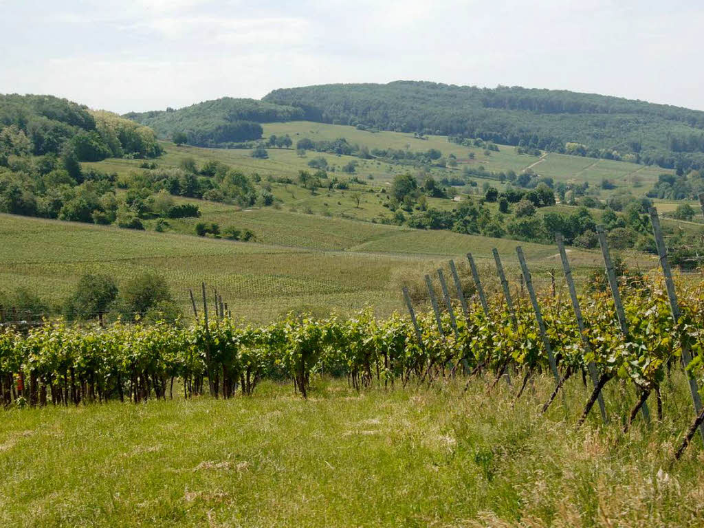 Frohe Weinlaune und die Liebe zum Gutedel zeigten die Teilnehmer am Gutedeltag zwischen Mllheim und Staufen.