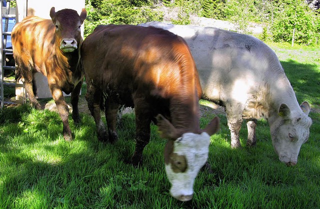 Die ersten Sommergste  sind auf den B...der Weide &#8222;Schnengrund&#8220;.   | Foto: Ulrike Spiegelhalter