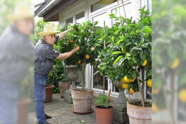 Orangen aus Langenau