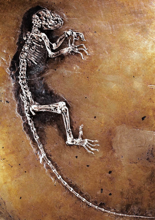 Das ist &#8222;Ida&#8220; &#8211; das Fossil sorgt fr Wirbel.  | Foto: afp