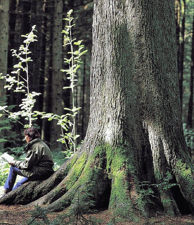 Der Stammbaum des Schwarzwaldes hat sich dnn gemacht.   | Foto: dpa