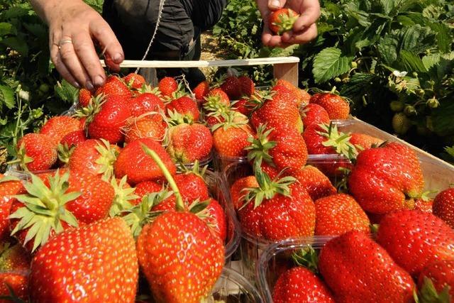 Bewegter Erdbeermarkt: Längere Saison, neue Sorten, mehr Einnahmen