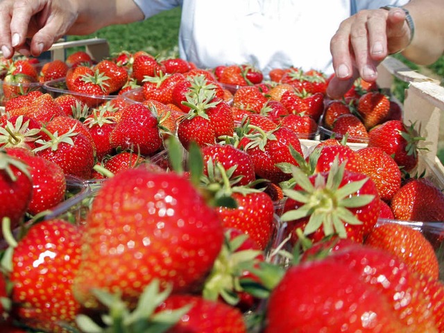 Die Erdbeersaison wird immer lnger, damit sich der Anbau lohnt.  | Foto: dpa