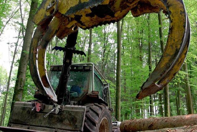 Der Frster beseitigte die Sturm-Spuren