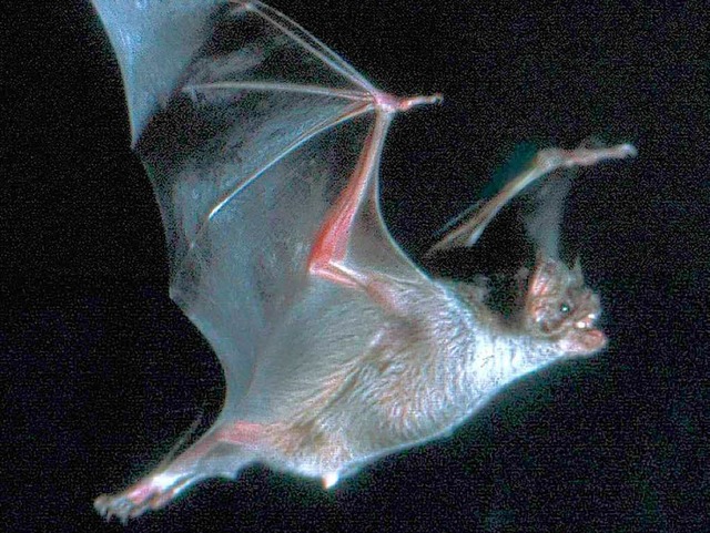 Nachtaufnahme einer Vampirfledermaus.  | Foto: ddp