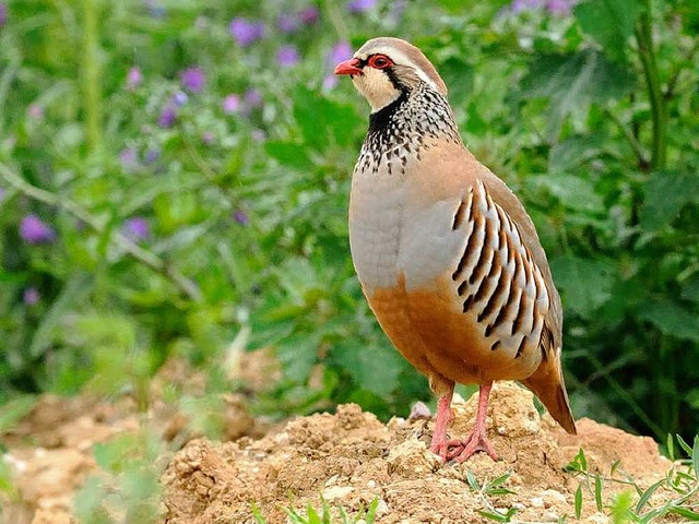 Auf Erhhungen wie diesem Sandhaufen p...sich das Rothuhnmnnchen dem Weibchen.  | Foto: Ingo Seehafer