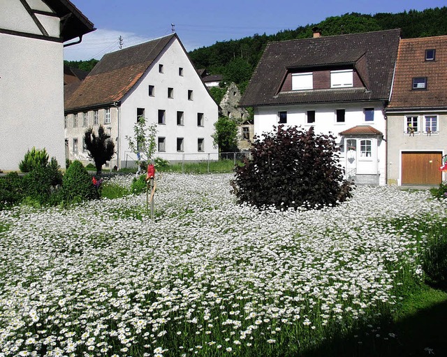 Faszinierendes Bild: die Margeritenwiese in Dillendorf.   | Foto: Bruno Morath