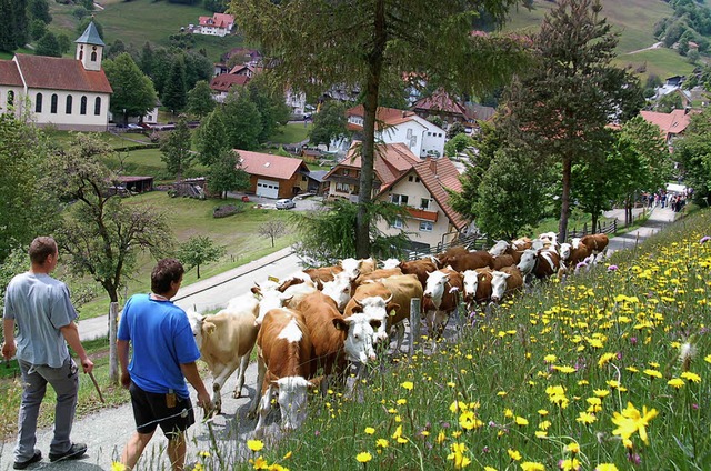28 junge Rinder wurden  auf die Weide ...frauen das Mittagessen fr die Gste.   | Foto: Ulrike Jger