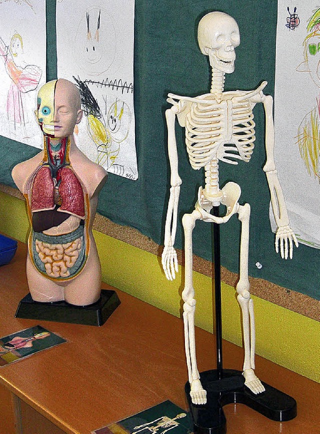 Die Kinder bekommen auch einen ersten Einblick in die menschliche Anatomie.   | Foto: Ulrike le Bras