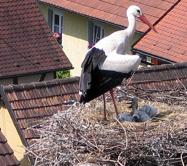 Stress pur erlebt derzeit  das Eichste...le muss sogar noch  Schatten spenden.   | Foto: GUSTAV RINKLIN