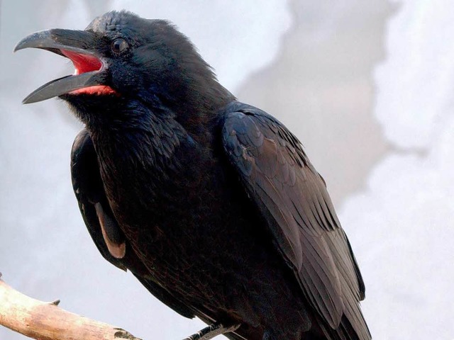 Corvus Corax, der seltene Kolkrabe, steht unter Verdacht.    | Foto: dpa