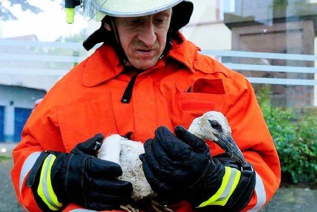 Rettungsaktion fr Storch in Orschweier