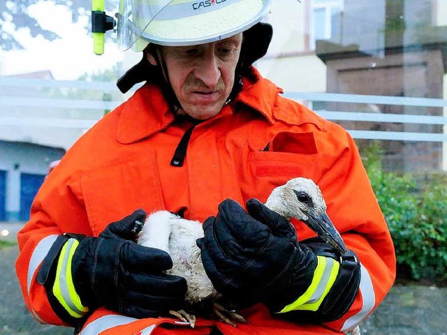 Jungstorch in den guten Hnden des Feu...- und Storchenfachmanns Werner Gebhard  | Foto: Wolfgang Knstle