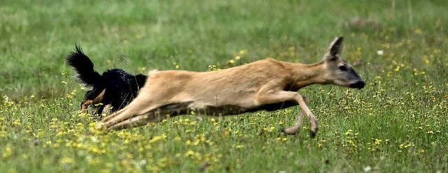 Unschne Szene: Hunde knnen Rehe zu T...l sind so jngst drei Tiere verendet.   | Foto: privat