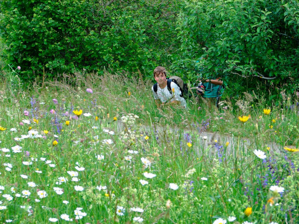 <Bildtext>Entlang ppig blhender Blumenwiesen fhrte die Wegstrecke bei den Pfingstwandertagen.</Bildtext>