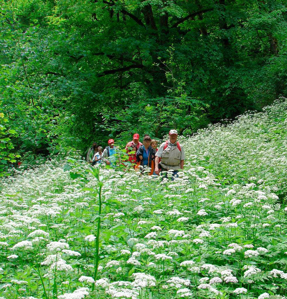 Wild wachsende Blumen verstrmen vielerlei Dfte.