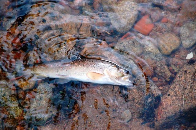 Chlor ttet Fische in der Kander