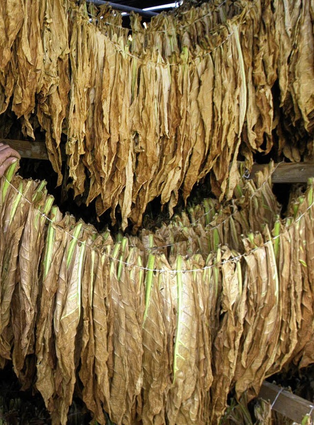 2008 war fr die Pflanzer im Ried ein gutes Tabakjahr.   | Foto: bamberger