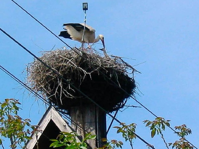 Die Strchin wirft das Nesthkchen aus dem Nest.   | Foto: Robert Sommer