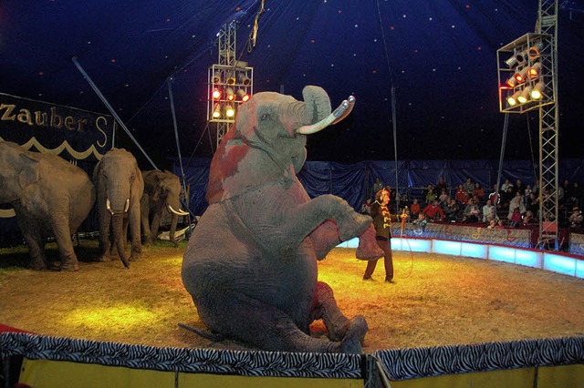 Afrikas Big Circus gastiert bis Sonntag in Waldkirch.  | Foto: Pascal Waldszus