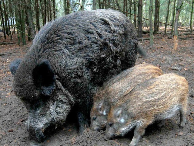 Wildschweine im Visier der Jger.  | Foto: ddp