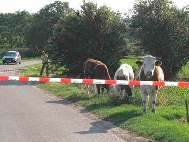 Mehrere entlaufene Rindviecher mussten...mittag bei Kenzingen wieder einfangen.  | Foto: Polizei