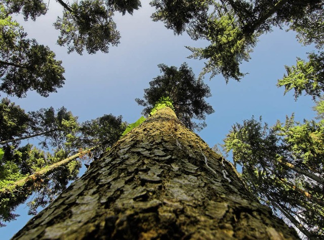 Nicht nur Freude bereitet Frstern, Ko...und Privatbesitzern  derzeit der Wald.  | Foto: Siegfried Gollrad