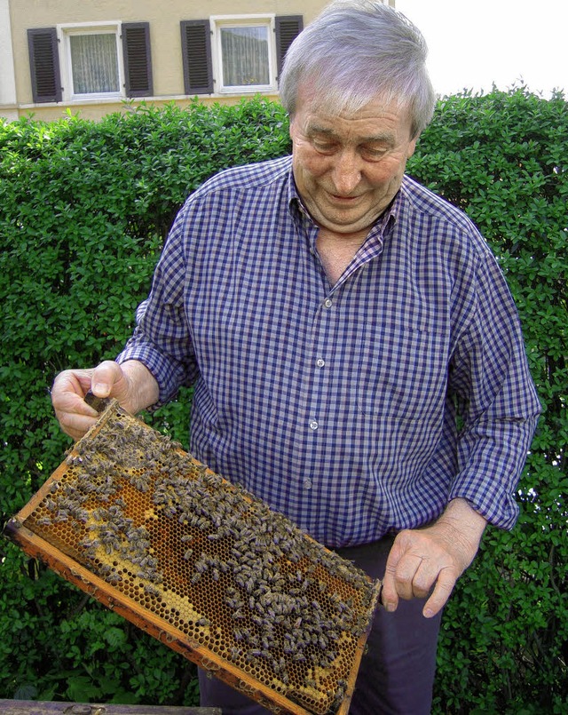 Imker Franz Dufner aus Waldkirch-Kollnau mit einer Wabe voller Jung-Bienen   | Foto: Karin Heinze