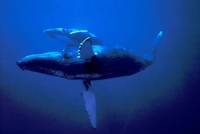 Wale: Die Knige der Meere