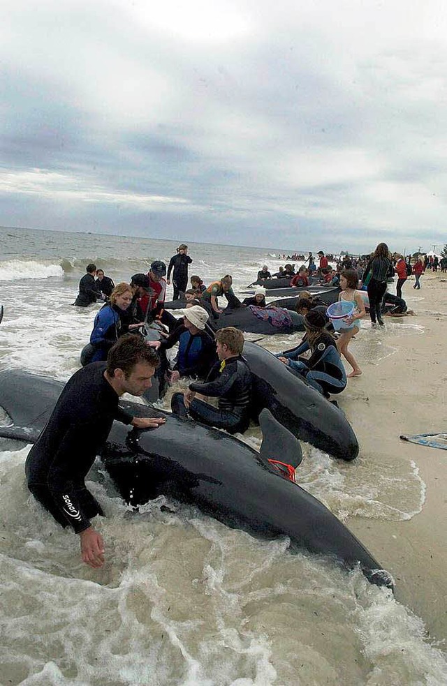 Leider stranden immer wieder  Wale. Doch viele Menschen helfen den Tieren.  | Foto: dpa/dpaweb