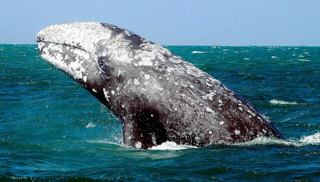Auf der Haut des Grauwals leben viele Muscheln.  | Foto: dpa