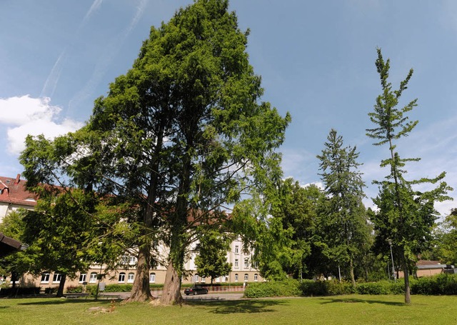 Ein  Baum vor der Michael-Friedrich-Wi...kannt, als   chinesischer Mammutbaum.   | Foto: Mnch