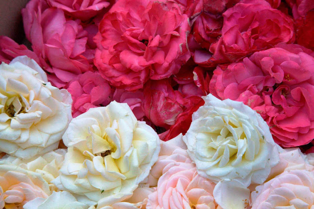 Bereits am Tag vor Fronleichnam werden die Blumen zugeschnitten. Bereits am Tag vor Fronleichnam werden die Blumen zugeschnitten.
