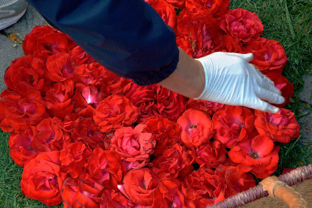 Bei der Farbwahl des Teppichmusters sind die Frauen auf die jeweilige Blumen-Ernte angewiesen. Dieses Jahr dominieren Rottöne. Bei der Farbwahl des Teppichmusters sind die Frauen auf die jeweilige Blumen-Ernte angewiesen. Dieses Jahr dominieren Rottöne.