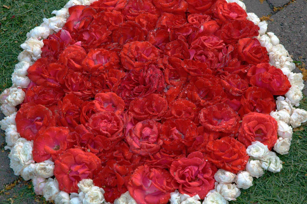 Vielen kleine Blumenkreise sorgen am Ende für die Pracht der Blumenteppiche an Fronleichnam. Vielen kleine Blumenkreise sorgen am Ende für die Pracht der Blumenteppiche an Fronleichnam.