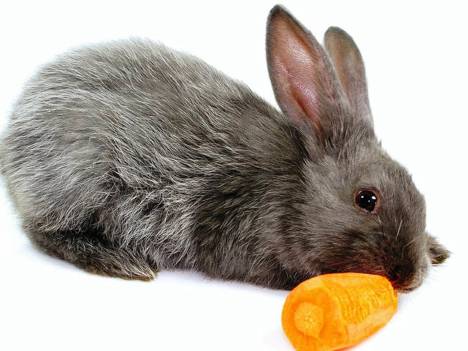 Möhren sind gut für die Augen. Oder ha...in Kaninchen mit einer Brille gesehen?  | Foto: fotolia.com/Angela Köhler