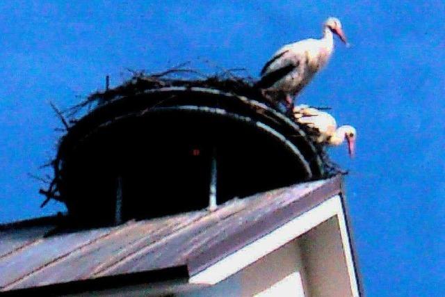 Ikarus und Christa sind jetzt in Stegen