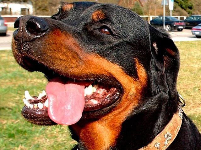 Warum zog der Rottweiler los? (Archivbild)  | Foto: Joerg Koch