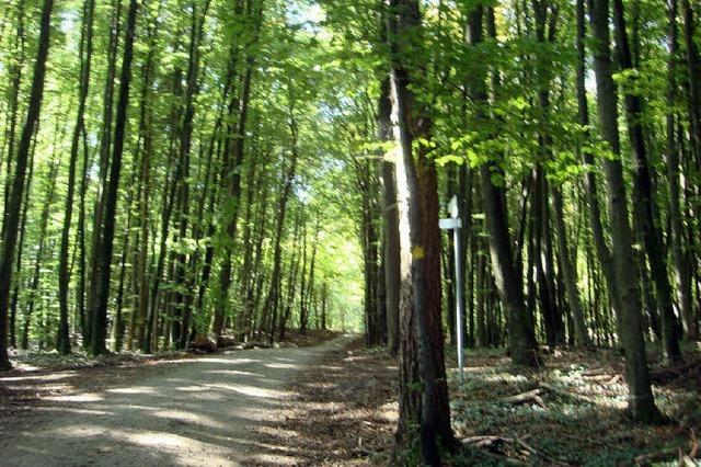 Der Stadtwald wirft fast 125 000 Euro Gewinn ab