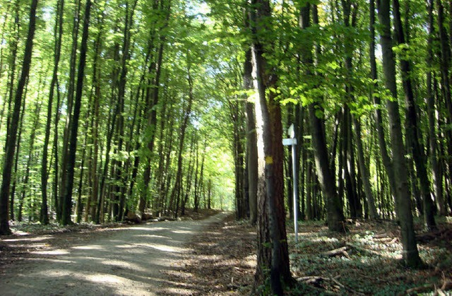 Knapp 125000 Euro erwirtschaftete der Stadtwald Kandern im vergangenen Jahr.   | Foto: Victoria Langelott