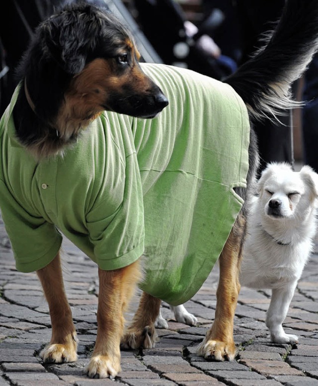 Tierheimhunde drfen knftig &#8211; o...tsrand von Ichenheim gehalten werden.   | Foto: dpa