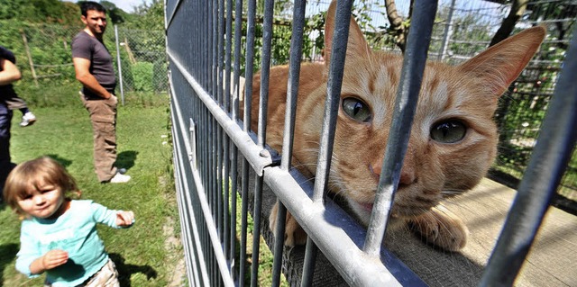 Auch diese Katze ist im Tierheim untergekommen.   | Foto: michael Bamberger