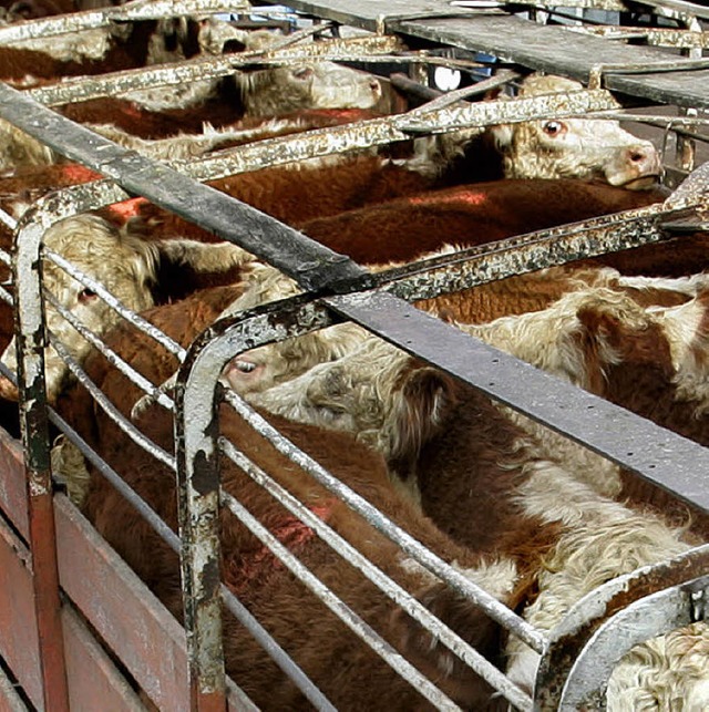 Nachschub fr die Schlachter:  Rinder in Buenos Aires  | Foto: AFP