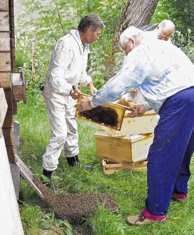 Imker untersuchen ein Bienenvolk auf K... Faulbrut&#8220; eingedmmt werden.     | Foto: BZ